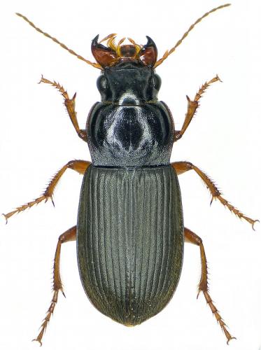 Réf. 215 774 : Pseudoophonus rufipes